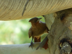 Pseudoseisura lophotes