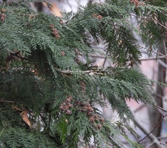 Chamaecyparis lawsoniana