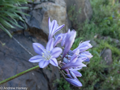 Agapanthus campanulatus