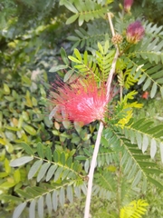 Calliandra tweediei
