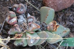 Pleiospilos compactus