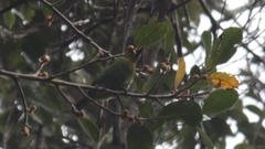 Psilopogon armillaris