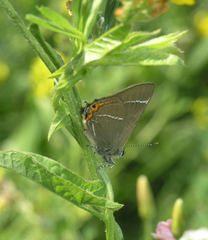 Satyrium w-album