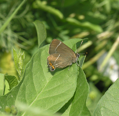 Satyrium w-album