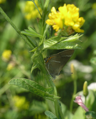 Satyrium w-album