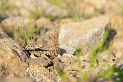 Montivipera xanthina