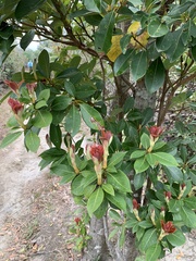 Machilus