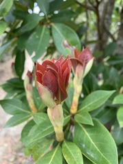 Machilus