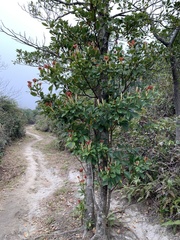 Machilus