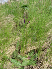 Verbascum phoeniceum