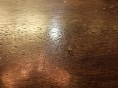 Gryllodes sigillatus