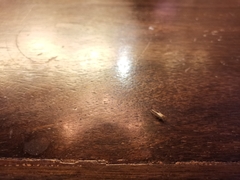 Gryllodes sigillatus