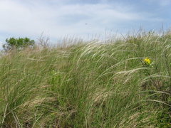 Stipa pennata