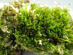 Dicranum flagellare