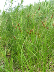 Carex caryophyllea