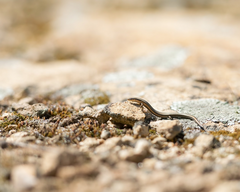 Ablepharus kitaibelii