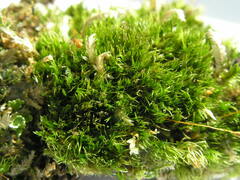 Dicranum flagellare