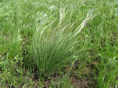 Stipa pennata