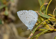 Celastrina echo