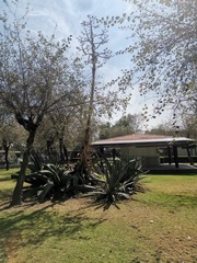Agave salmiana