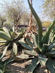 Agave salmiana