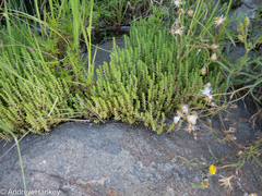 Crassula lanceolata