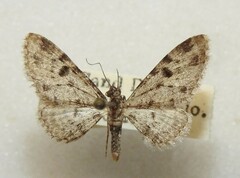 Prorella discoidalis