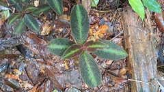 Nautilocalyx pictus