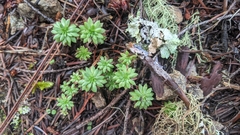 Sedum stenopetalum