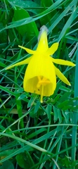 Narcissus bulbocodium