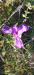 Iris lutescens subbiflora