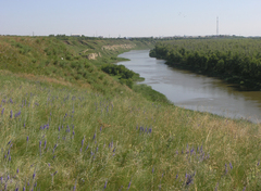 Veronica incana