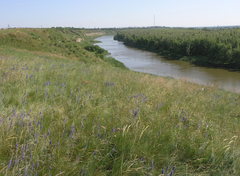 Veronica incana