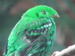 Calyptomena viridis