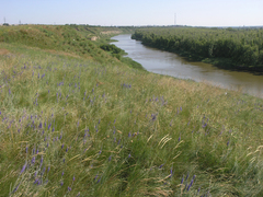 Veronica incana
