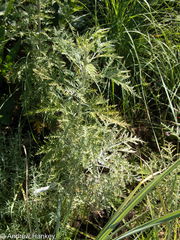 Artemisia afra