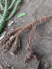 Araucaria angustifolia