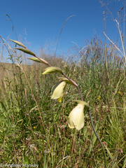 Gladiolus papilio