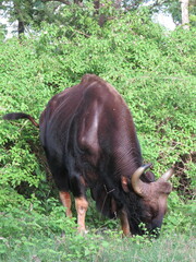 Bos gaurus