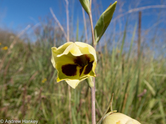 Gladiolus papilio
