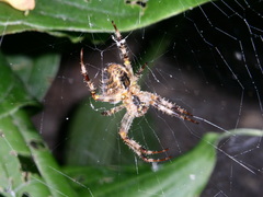 Araneus diadematus