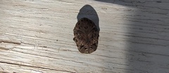Gymnetis litigiosa