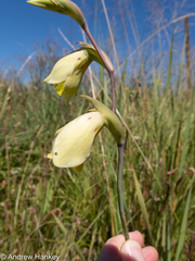 Gladiolus papilio