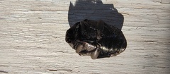 Gymnetis litigiosa