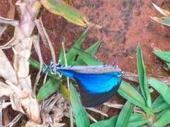 Pseudolycaena marsyas