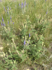 Oxytropis pilosa