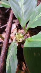 Goeppertia maasiorum