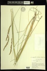 Calamagrostis inexpansa