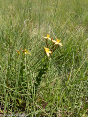 Hypericum aethiopicum