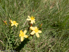 Hypericum aethiopicum